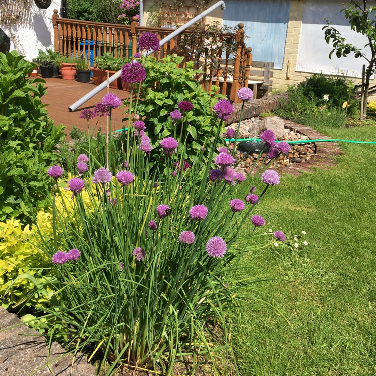 plant image 489802