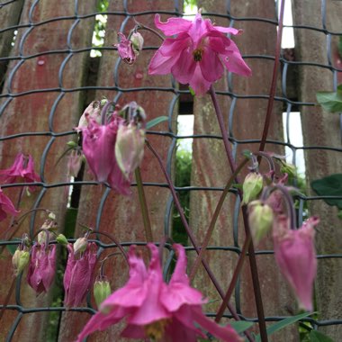 Columbine