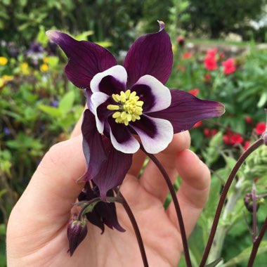 Columbine