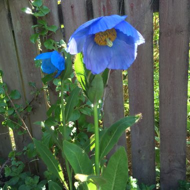 Himalayan Poppy 'Lingholm'