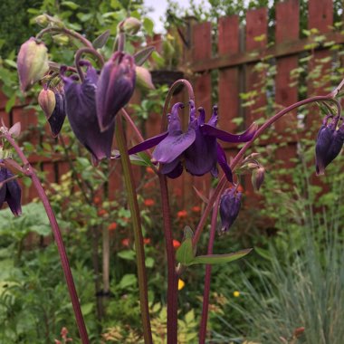 Columbine