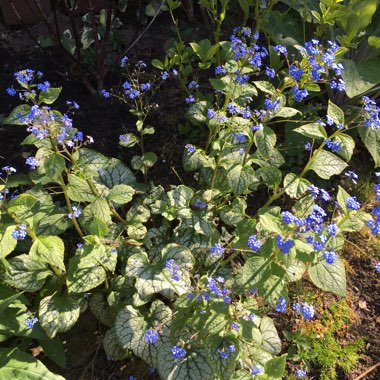 Siberian Bugloss 'Jack Frost'