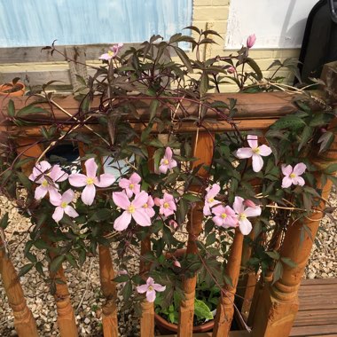 Clematis Montana 'Elizabeth'