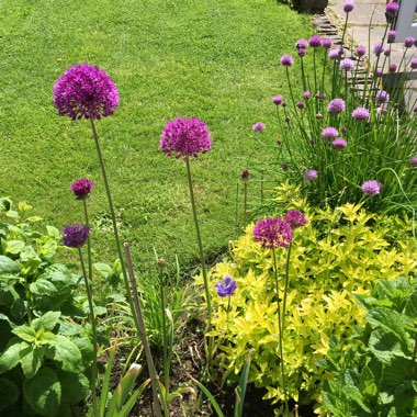 Allium 'Purple Sensation'