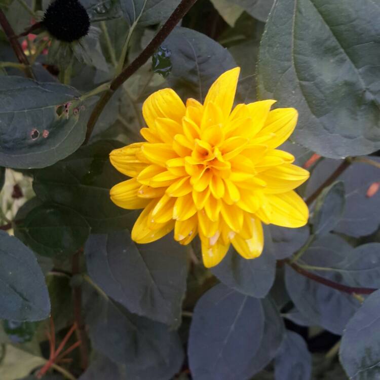 Plant image Rudbeckia laciniata 'Herbstsonne' (Autumn Sun)