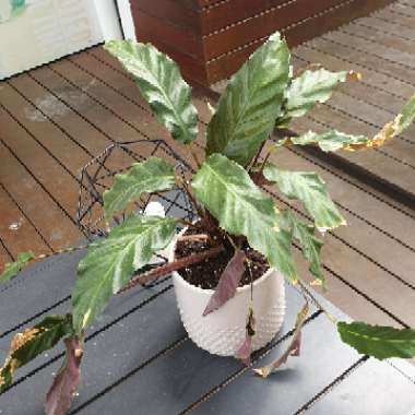 Goeppertia Rufibarba 