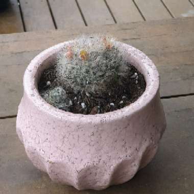 Mammillaria bocasana