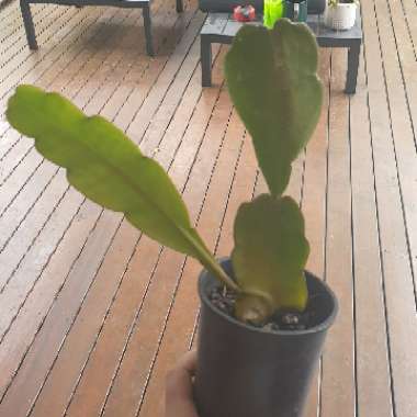 Epiphyllum