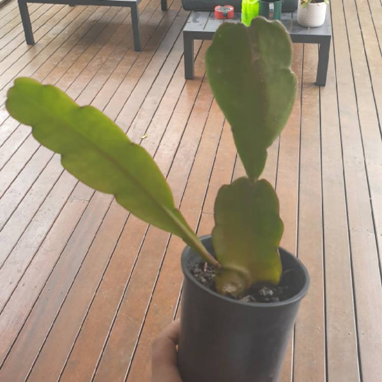 plant image 1407463