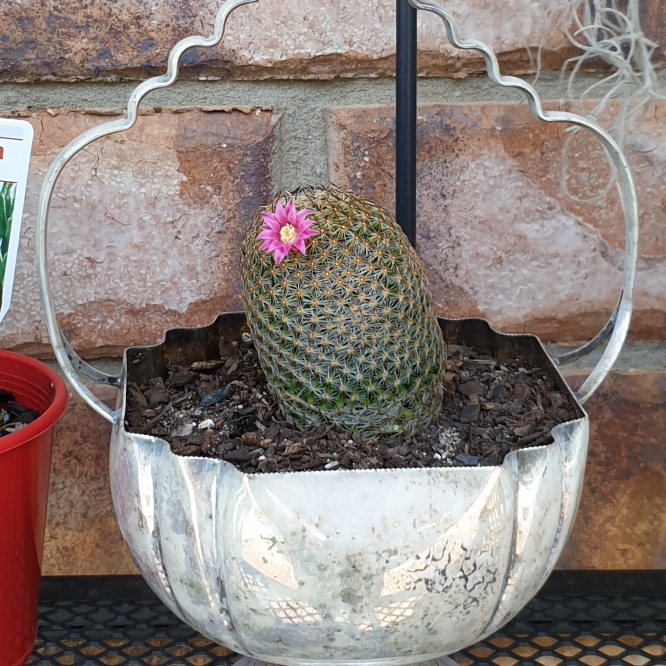 plant image 1420746