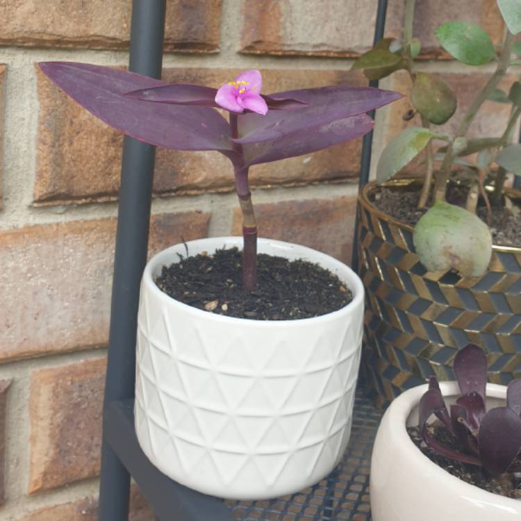 plant image 1426590