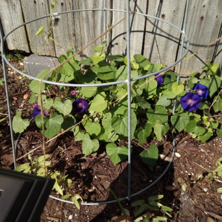 plant image 1257874