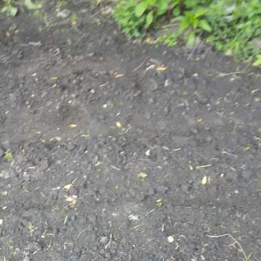 Tree's garden