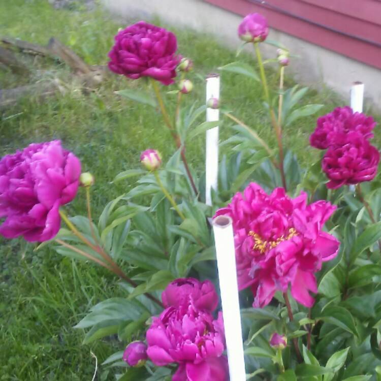 plant image 425039