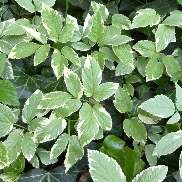 Plant image Aegopodium podagraria