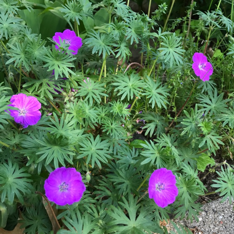 Plant image Geranium carolinianum