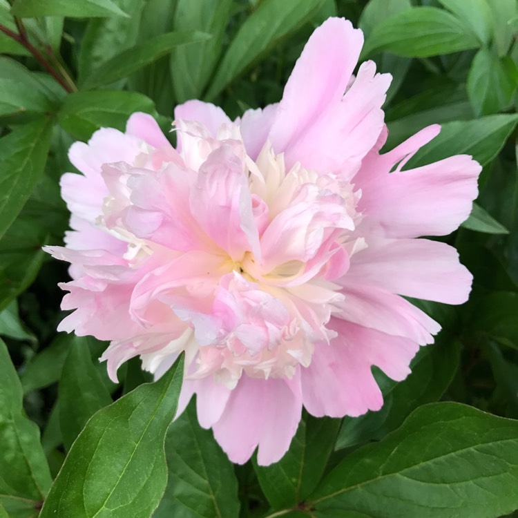 Plant image Paeonia lactiflora 'Sorbet'