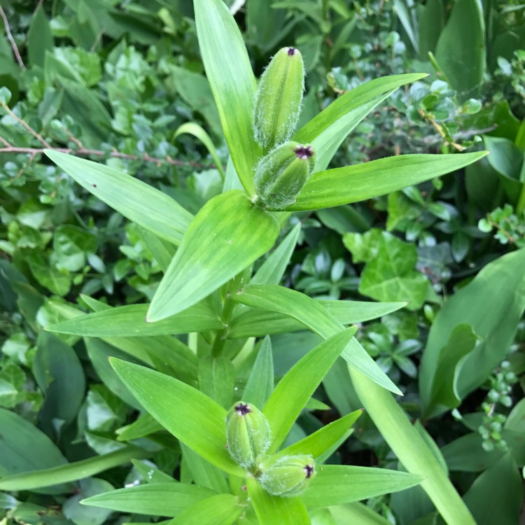 plant image 435164