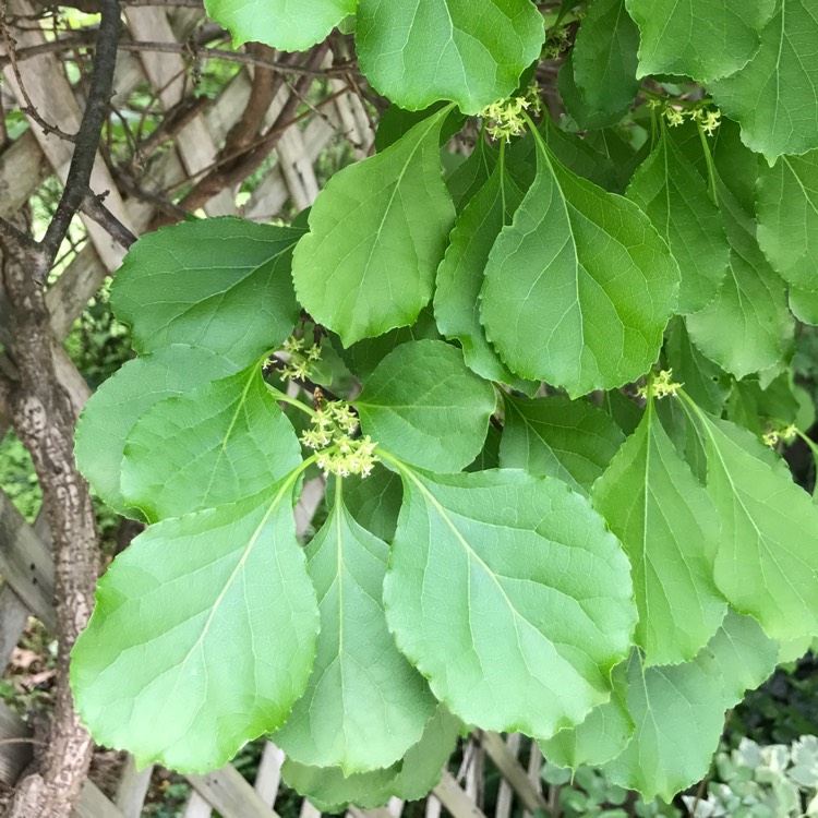 Plant image Celastrus orbiculatus 'Diana'