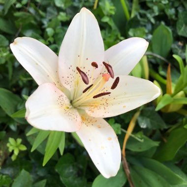 Lilium 'White Tiger'