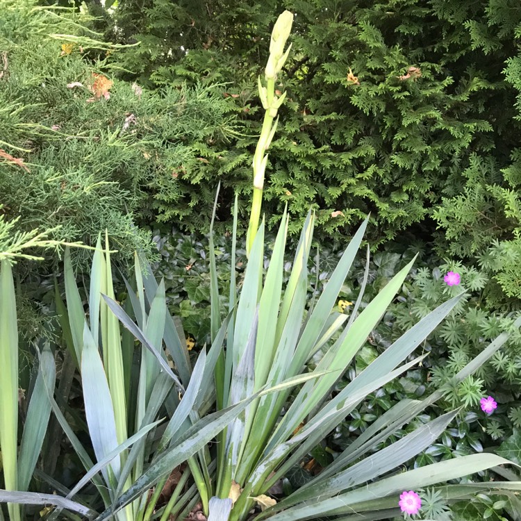 plant image 459709