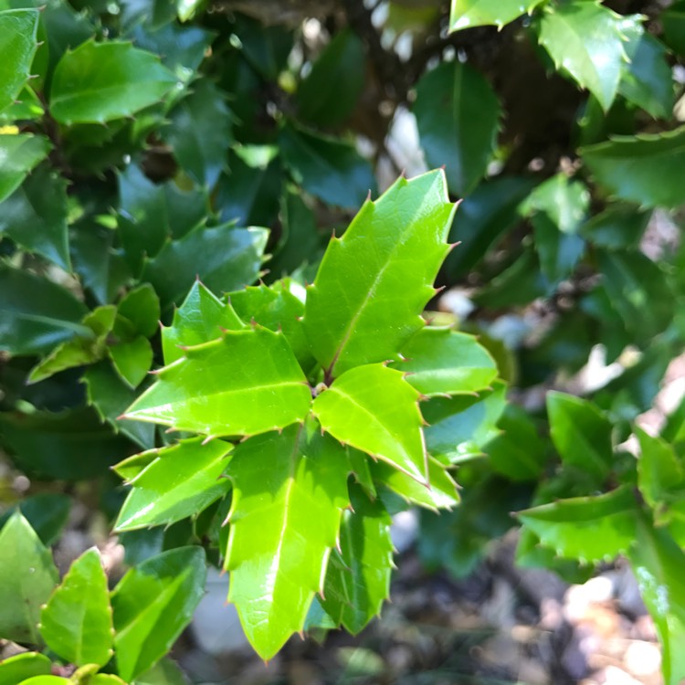 Plant image Ilex opaca
