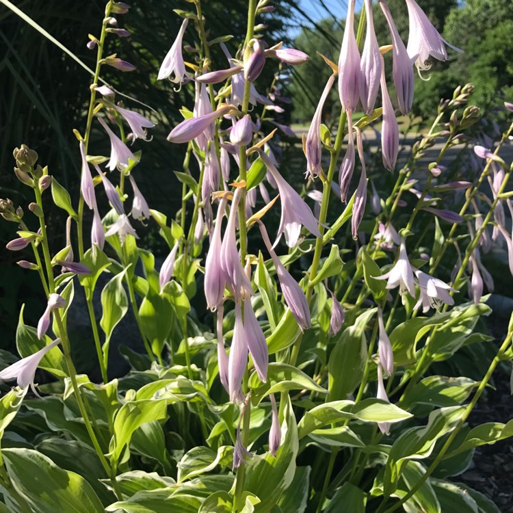 plant image 479270