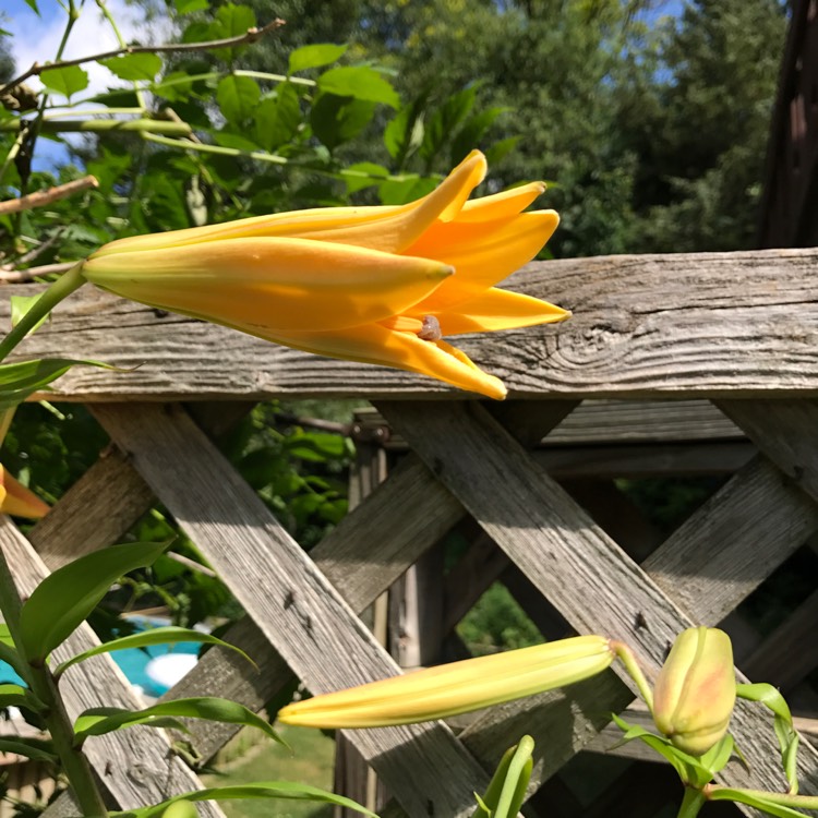 plant image 479756