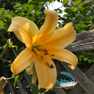 Lilium 'Orania'
