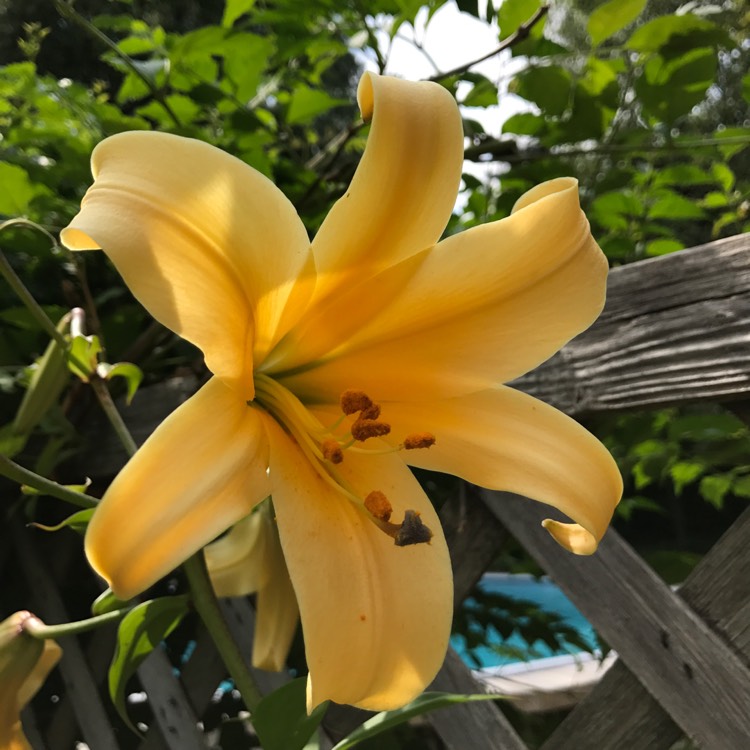 plant image 481289