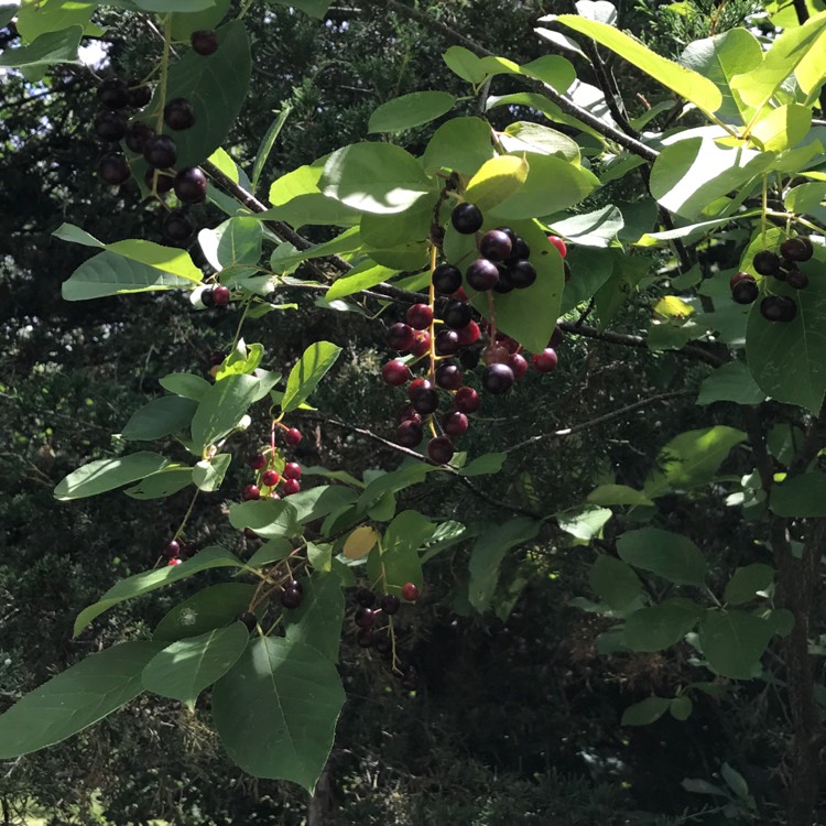 Plant image Prunus Virginiana