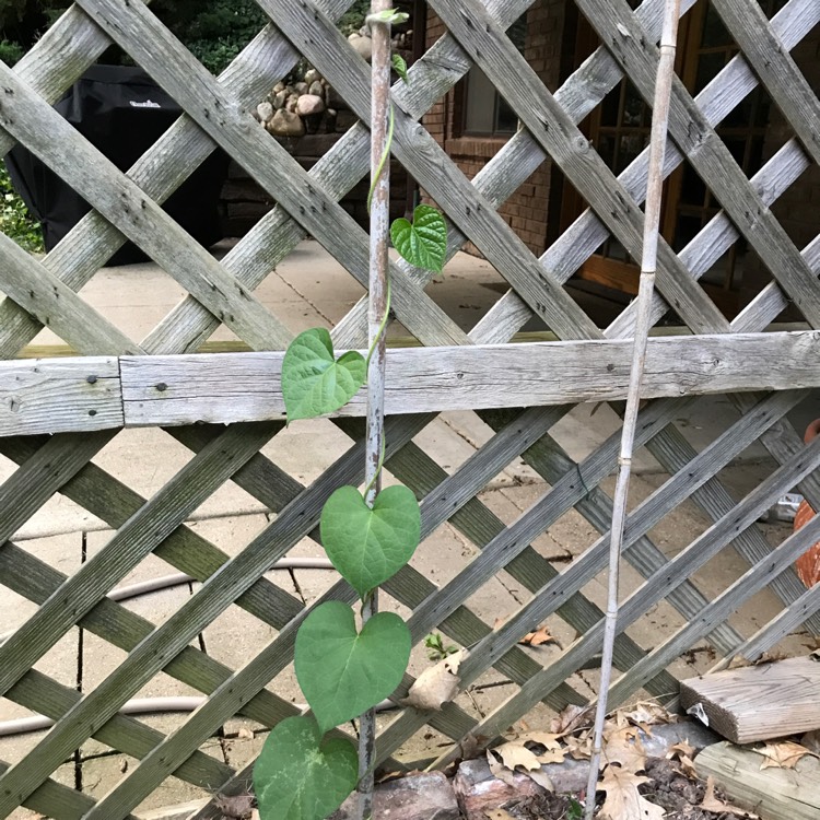plant image 506659