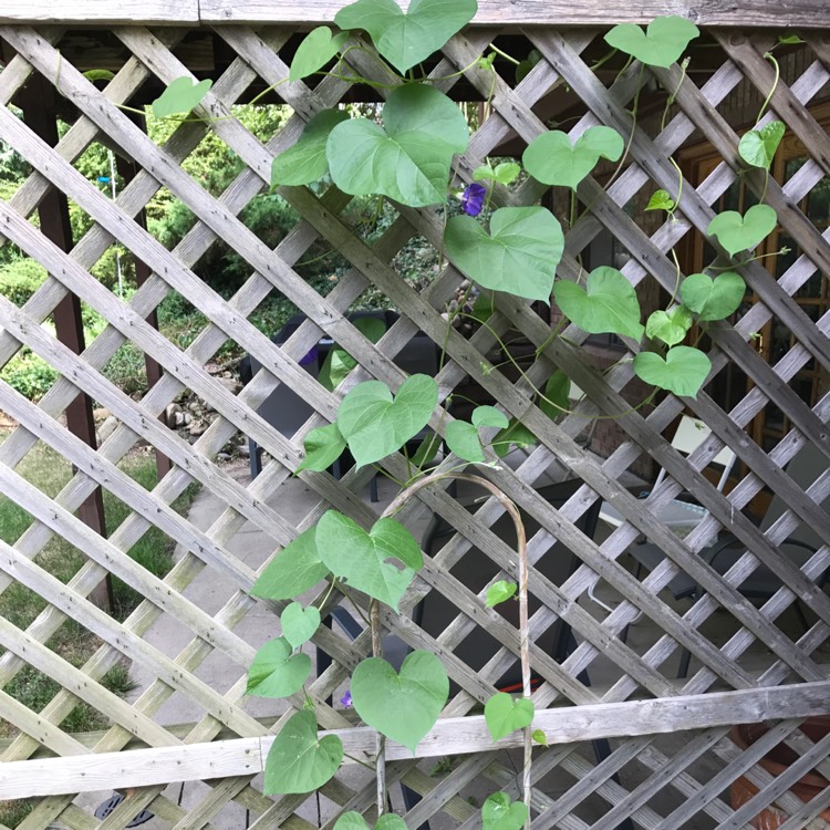 plant image 532885