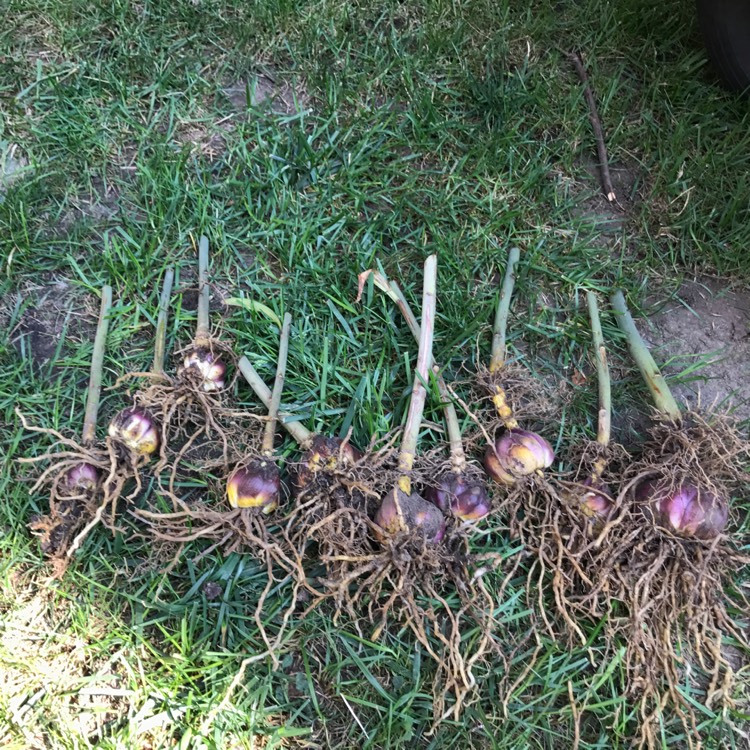 plant image 545498