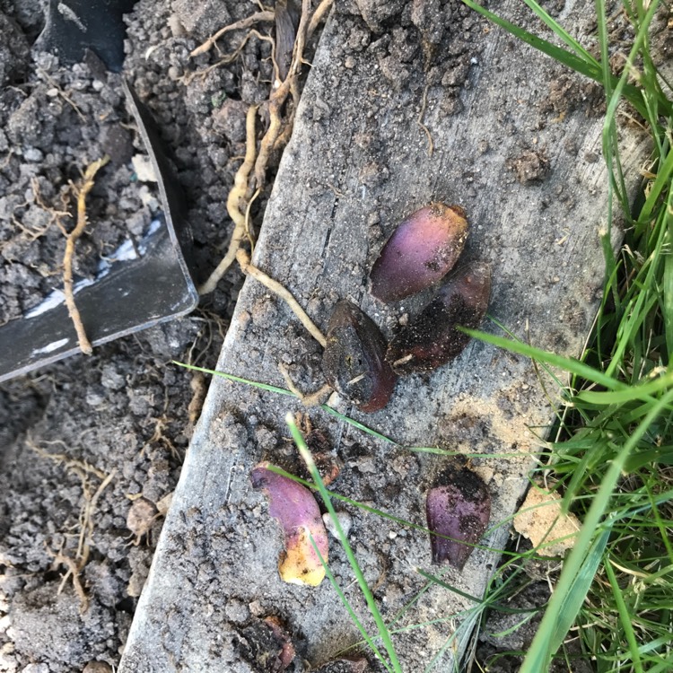 plant image 545501