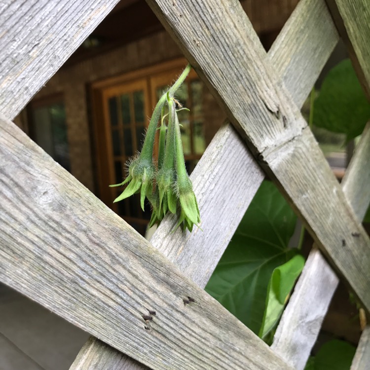plant image 546859