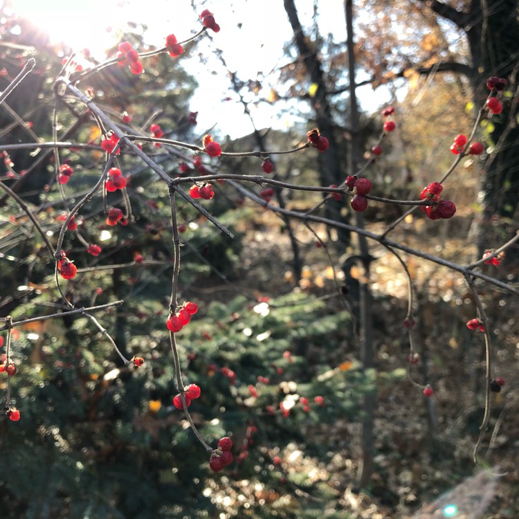 Plant image Lonicera maackii