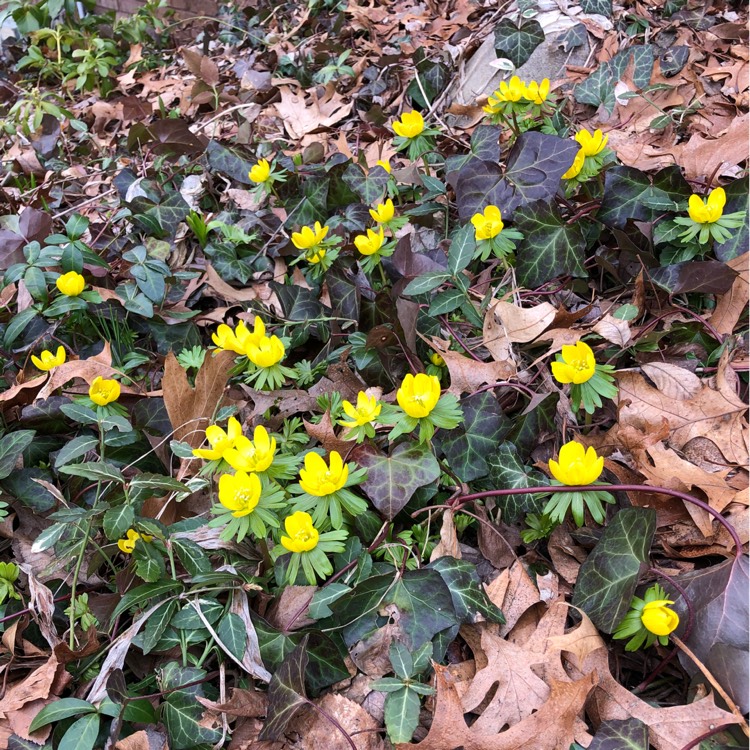 plant image 646171 plant image 646171