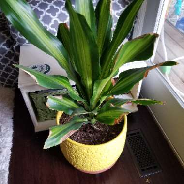 Aspidistra elatior