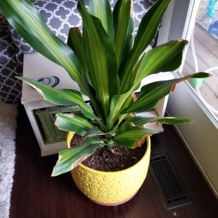 Plant image Aspidistra elatior