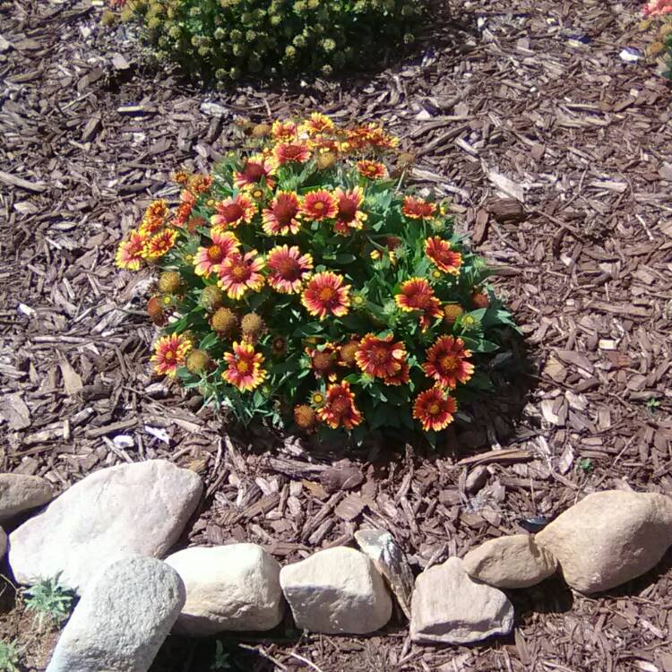 plant image 849894