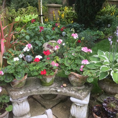 Tamsin's garden