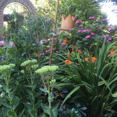 Tamsin's garden