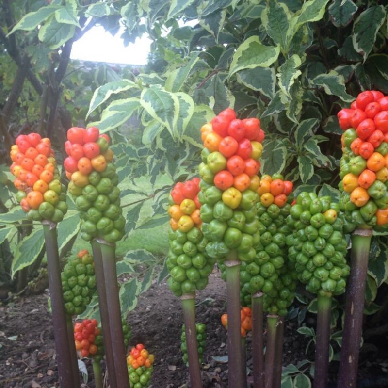 Arum italicum