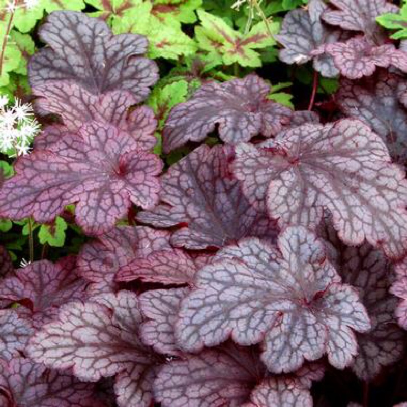 Plant image Heuchera 'Carnival Rose Granita' (Carnival Series)