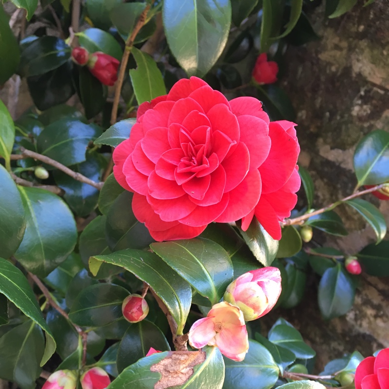 Plant image Camellia japonica 'Ace of Hearts'