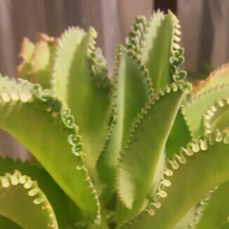 Plant image Kalanchoe Laetivirens 'Big Momma'