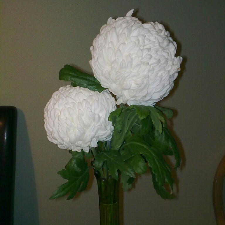 Plant image Chrysanthemum 'Allouise White'