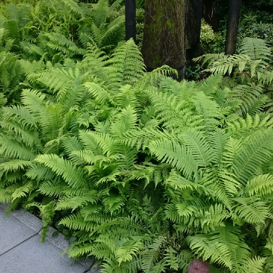 Tania's garden