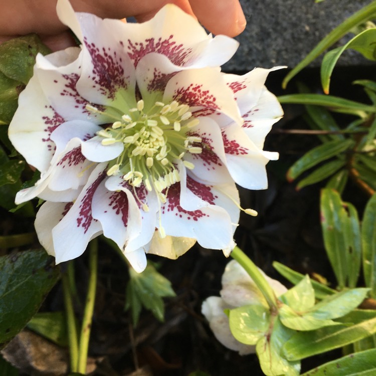 Plant image Helleborus x hybridus 'Double Ellen White Spotted' (Double Ellen Series)